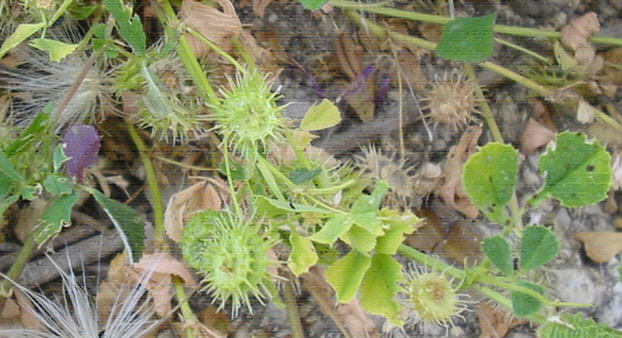 Medicago littoralis? no, Medicago polymorpha L. sl.